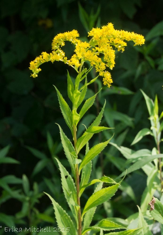 tall goldenrod (Wildflowers of Southeast Michigan) · iNaturalist