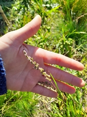 Chascolytrum subaristatum