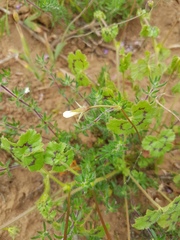 Pelargonium elongatum
