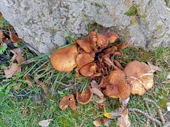 Pholiota squarrosa