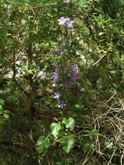 Campanula pyramidalis