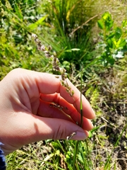 Chascolytrum subaristatum