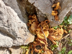 Pholiota squarrosa