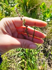 Chascolytrum subaristatum