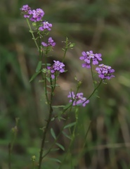 Iberis