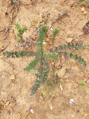 Pelargonium rapaceum