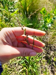 Chascolytrum subaristatum