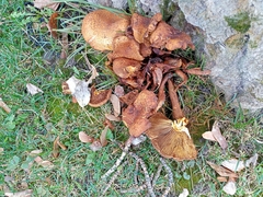 Pholiota squarrosa
