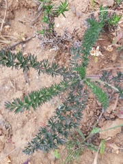 Pelargonium rapaceum