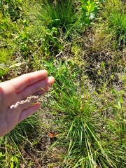 Chascolytrum subaristatum