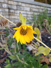 Helianthus mollis