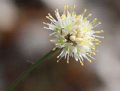 Allium horvatii
