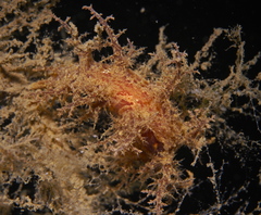 Dendronotus europaeus