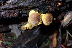 Armillaria gallica
