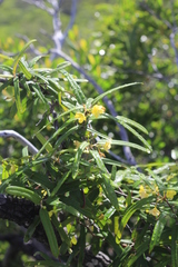 Stigmaphyllon angustifolium