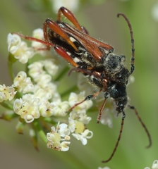Stenopterus rufus