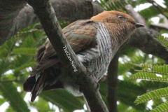 Chrysococcyx xanthorhynchus