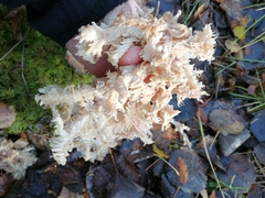 Hericium