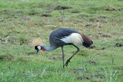 Balearica regulorum