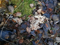 Hericium