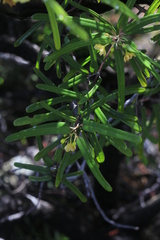 Stigmaphyllon angustifolium