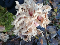 Hericium