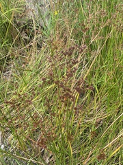 Juncus canadensis