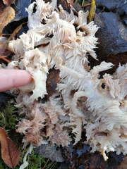 Hericium