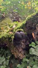 Daldinia concentrica