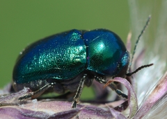 Cryptocephalus