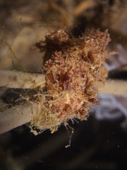 Dendronotus europaeus
