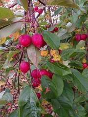 Peraphyllum ramosissimum