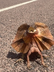 Chlamydosaurus kingii