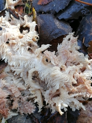 Hericium