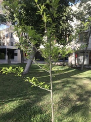 Gleditsia triacanthos