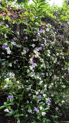 Brunfelsia pauciflora