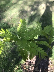 Gleditsia triacanthos