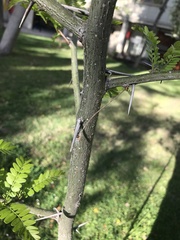 Gleditsia triacanthos
