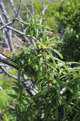 Stigmaphyllon angustifolium