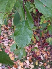 Peraphyllum ramosissimum