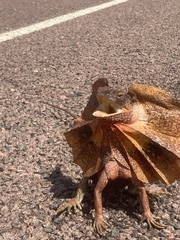 Chlamydosaurus kingii