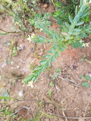 Gnidia spicata