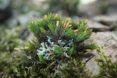 Lewinskya