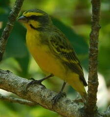 Crithagra mozambica