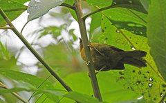 Kleinothraupis atropileus