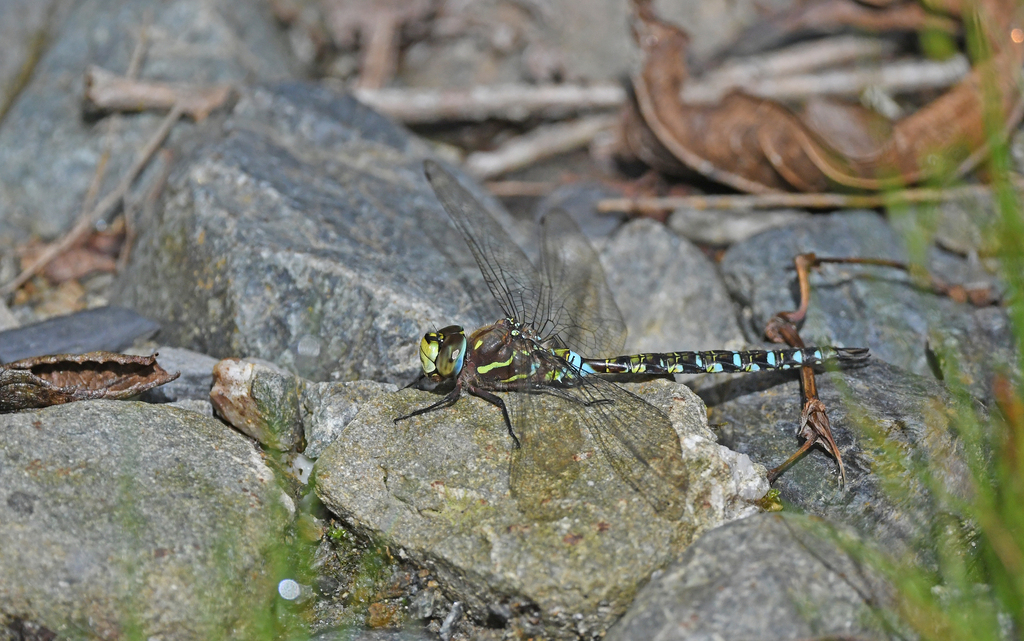 Rhionaeschna marchali
