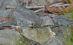 Rhionaeschna marchali