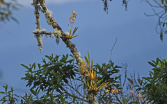 Oncidium luteopurpureum