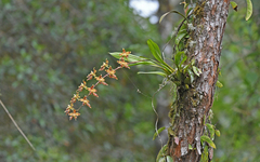 Oncidium luteopurpureum
