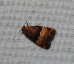 Pseudozarba bipartita